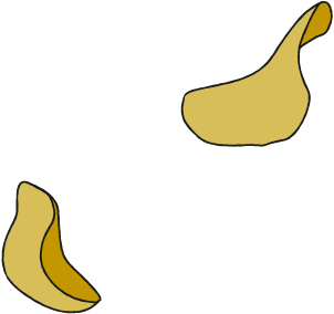 花びら イラスト